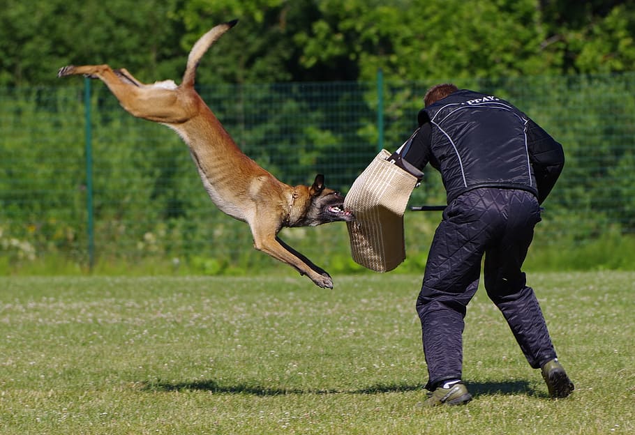 belgian shepherd malinois, attack, competition, dog, mammal, one animal, full length, plant, grass, jumping