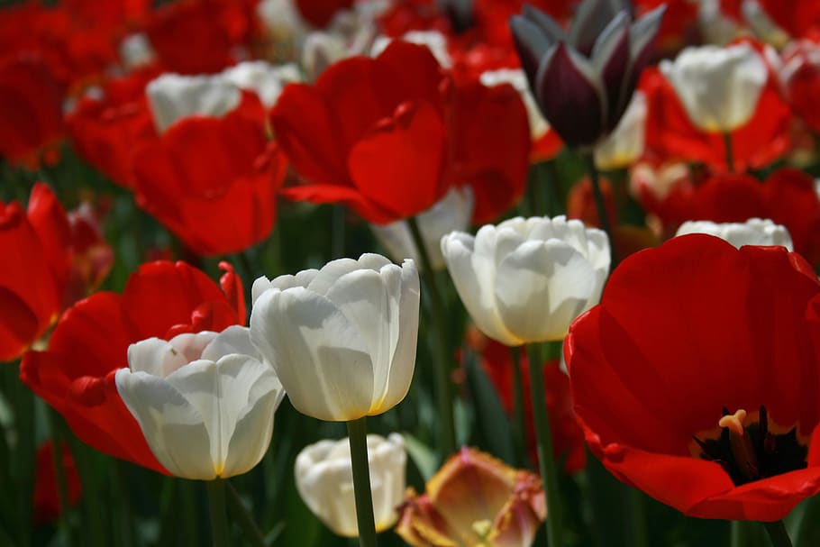 tulip, bunga, makro, kelopak, alam, taman, closeup, paskah, musim semi, mekar