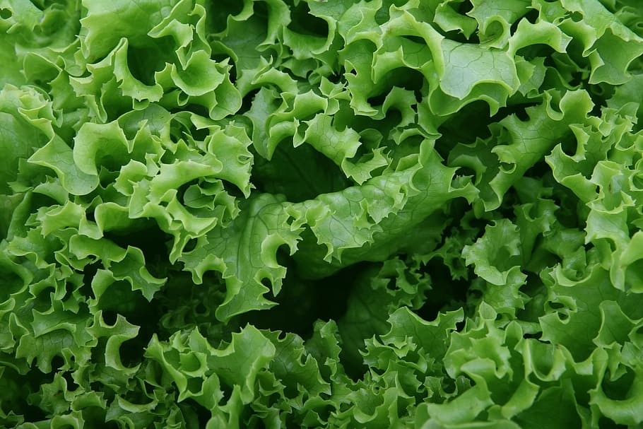 photo of lettuce, appetite, calories, catering, closeup, colorful, cookery, cooking, crisp, crunchy