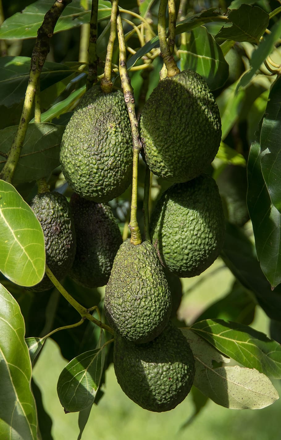 hass avocado, avocados, fruit, tree, green, growing, hanging, food, healthy eating, green color
