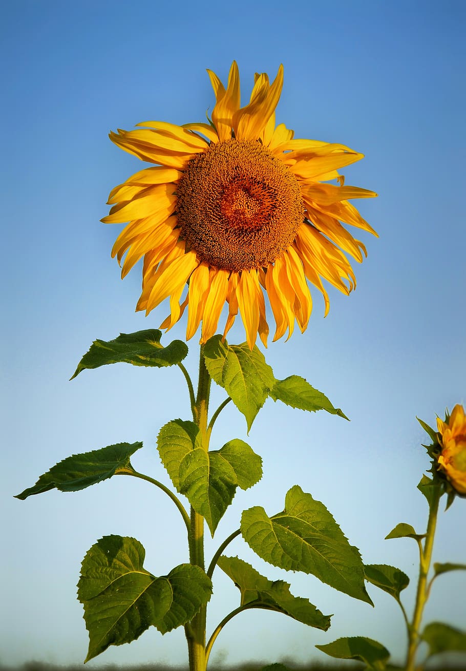 sunflower, field, blossom, bloom, flower, nature, landscape, bee-friendly, bird seed, of course