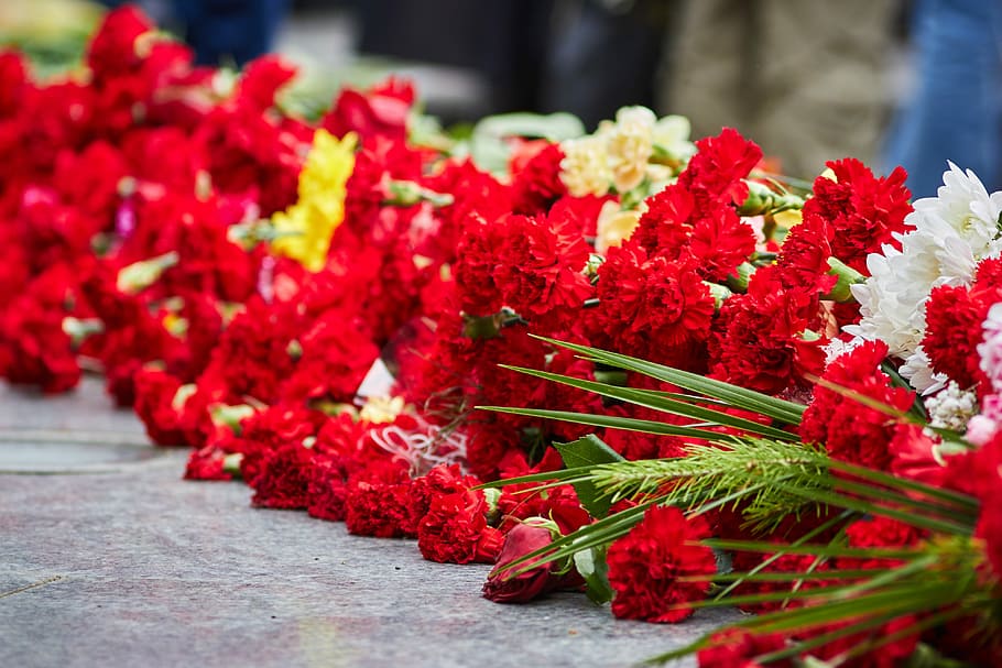 Victory Day, Flowers, Memory, Carnation, may 9, flower, red, celebration, outdoors, day