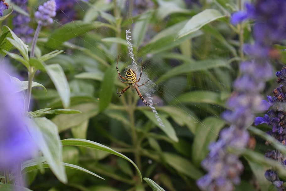 wasp spider, plant, green, animals in the wild, animal wildlife, animal, animal themes, one animal, invertebrate, insect