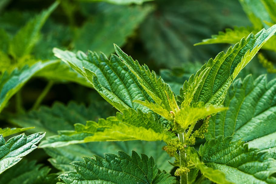 stinging nettle, plant, green, nature, leaves, weed, urtica dioica, stinging nettle plant, medicinal plant, nettles