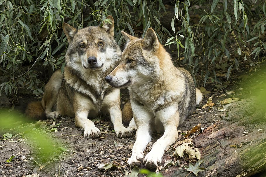 two, brown, gray, wolves, wolf, canis lupus, european wolf, predator, pack, two wolves