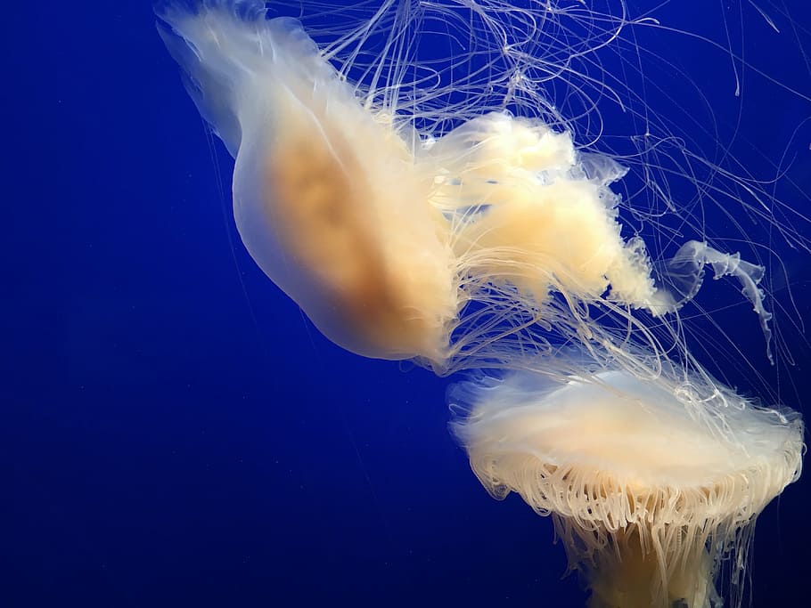 jellyfish, monterey bay aquarium, blue, underwater, sea life, one animal, animal themes, undersea, close-up, animal