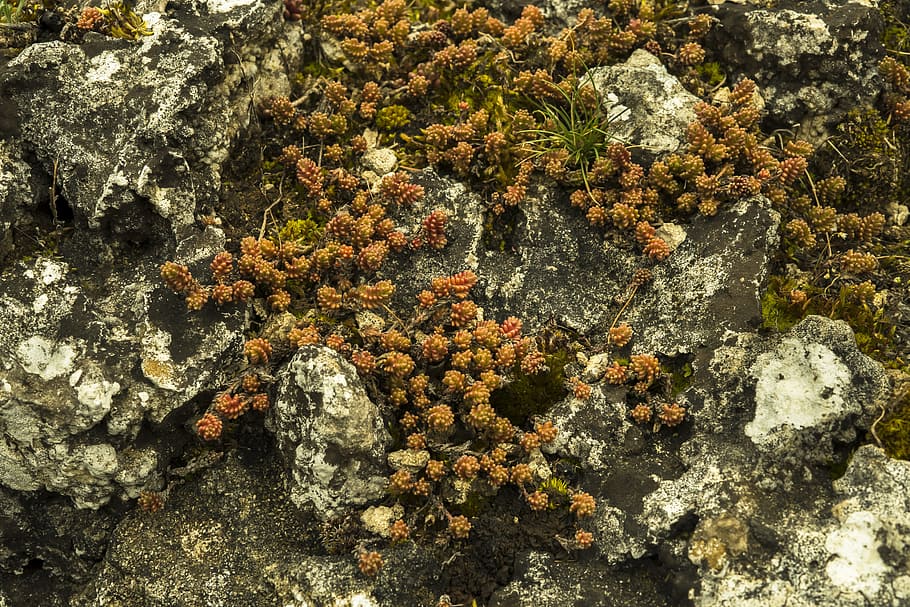 Rock, Fouling, Stone, Nature, Moss, rock lichen, idyllic, hiking, mood, close-up
