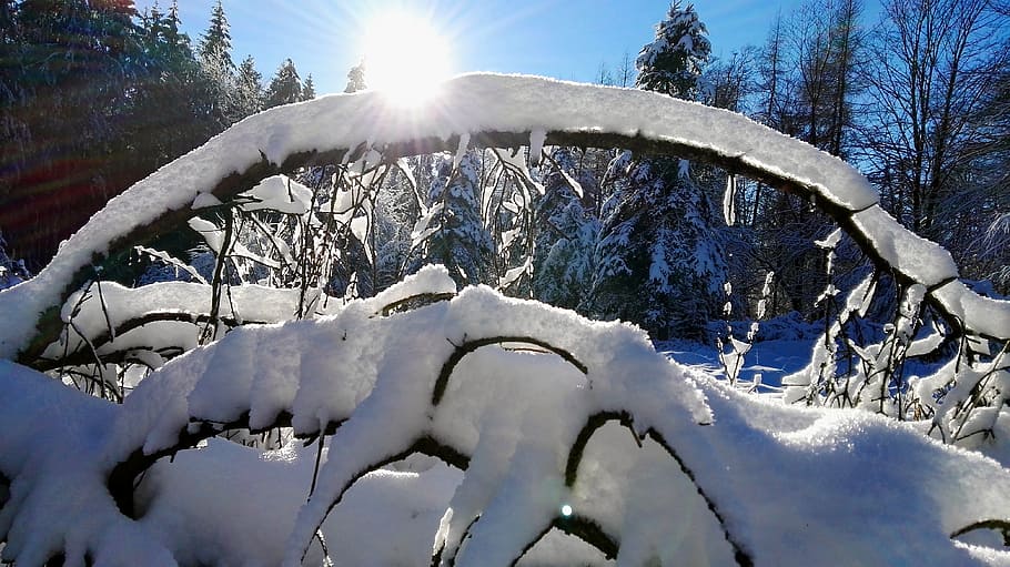 snow, winter, cold, nature, ice, lip, teutoburg forest, cold temperature, sunlight, sun