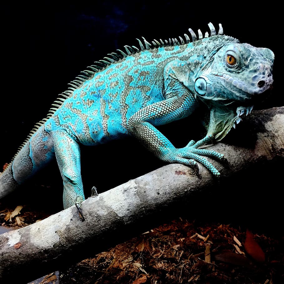 azul, camaleón, de pie, rama de árbol, iguana, reptil, naturaleza, lagarto, tropical, exótico