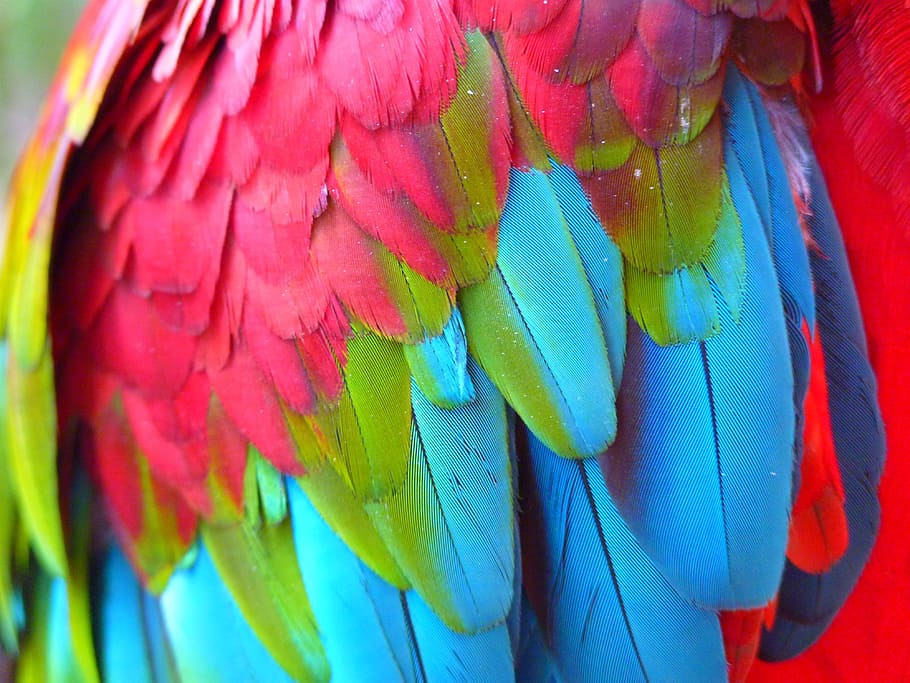 close-up photography, pink, blue, green, bird feathers, red, blue, feather, design, plumage, red ara