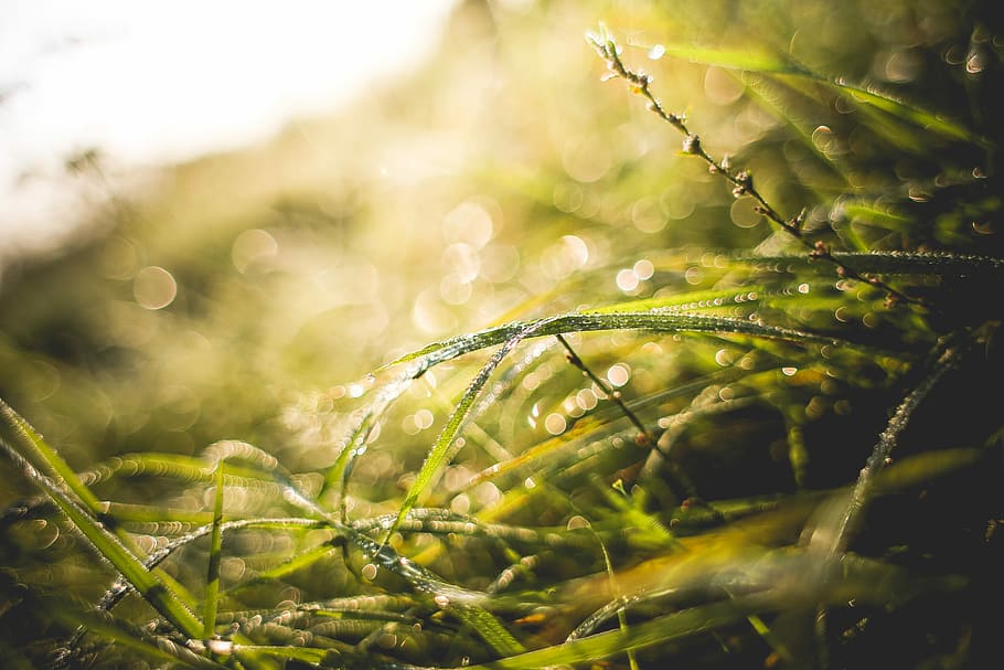 another, morning grass shot, Sunny, Morning, Grass, Shot, dew, nature, plant, green Color