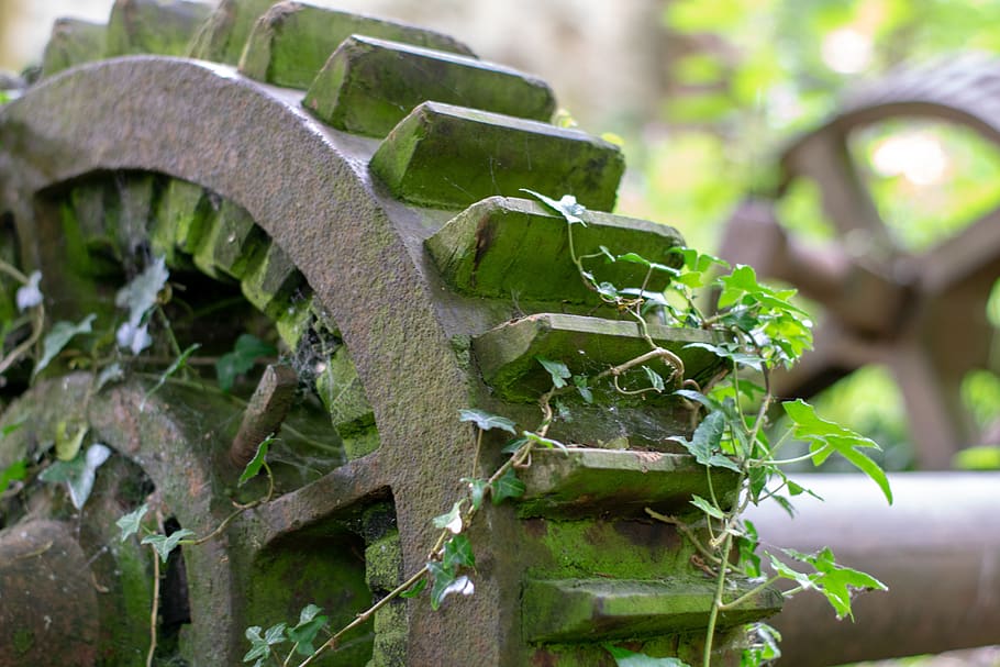 cogs, old derelict mill, rusty, plant, focus on foreground, day, growth, plant part, close-up, leaf
