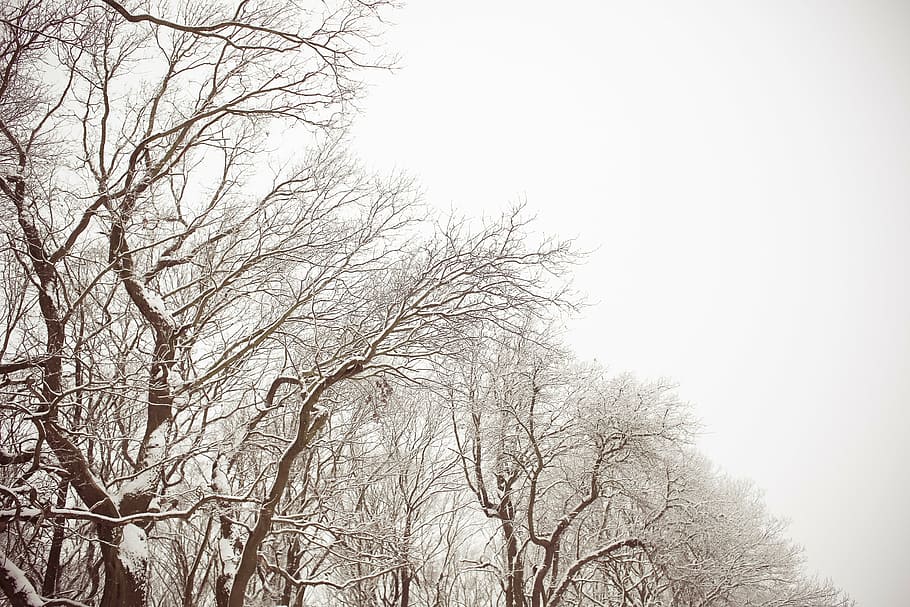 brown, trees, covered, snow, winter, nature, dead, bare, branches, wander