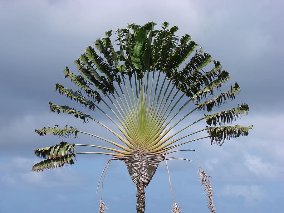 pohon, traveler, tanaman, ravenala, palm, ravenala madagascariensis, taman, indies barat, langit, pertumbuhan