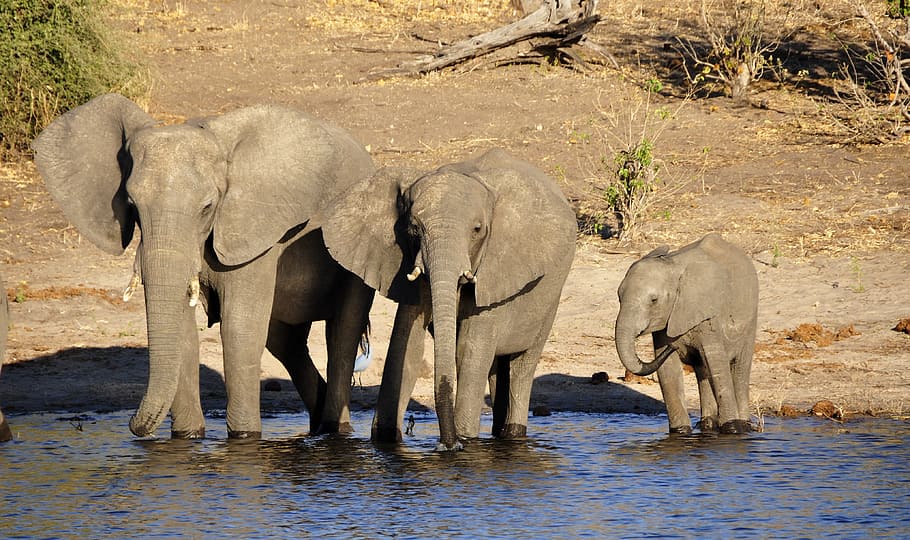 three, elephants, standing, water, elephant, water elephant, elephant calf, family, drink, river