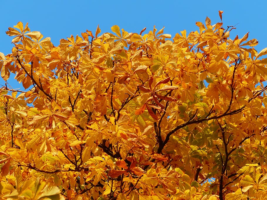 fall leaves, gold, autumn colours, tree, chestnut, chestnut tree, back light, autumn, golden, light