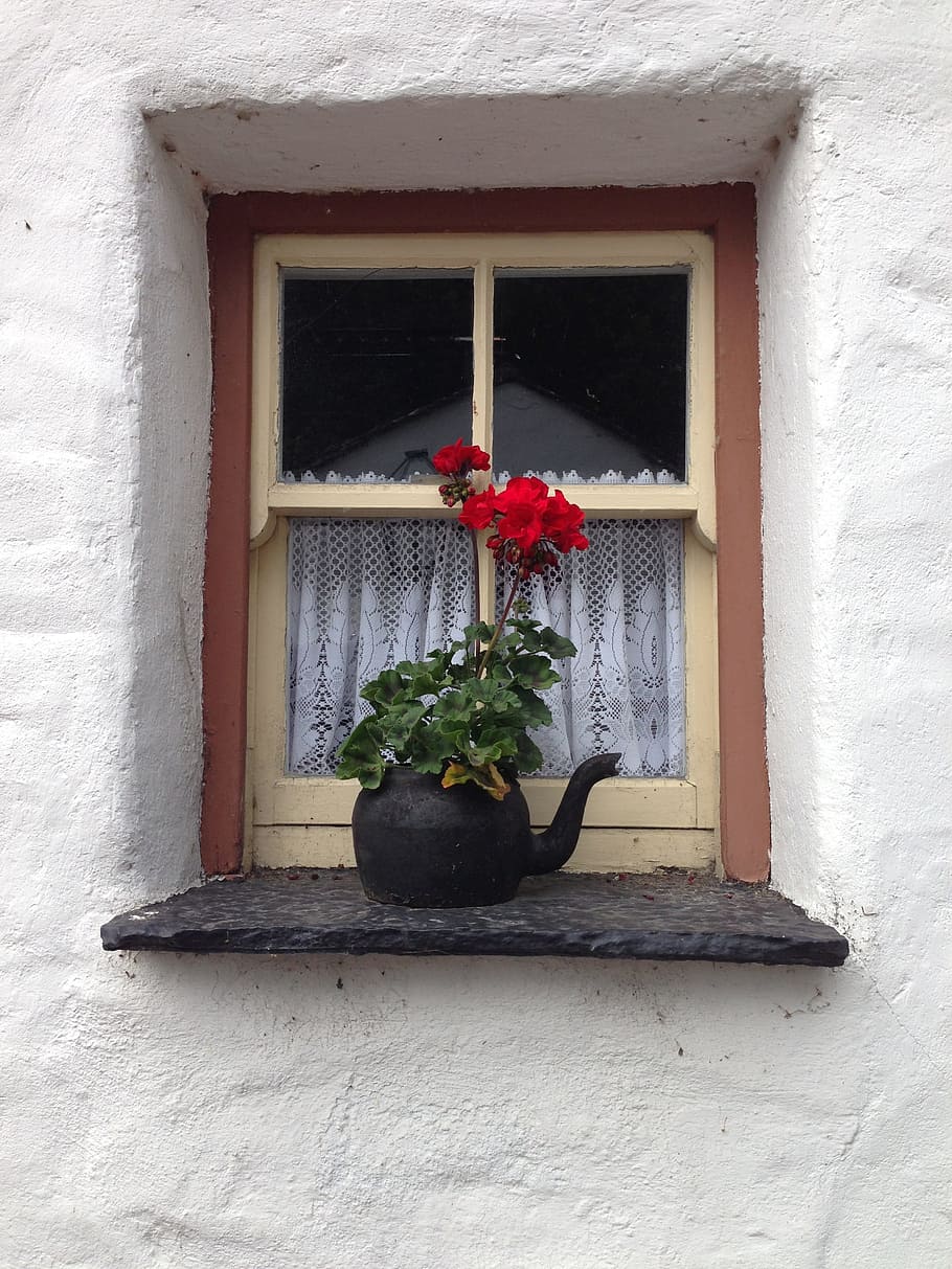 Janela, Irlanda, Bule de chá, Gerânio, ao ar livre, decoração, rústico, campo, vaso de flores, flor