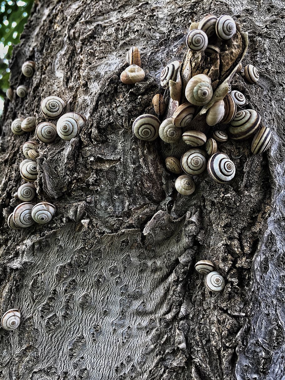 snails, shelled, texture, tree, shell, close-up, textured, tree trunk, metal, day