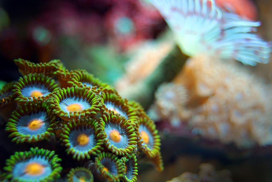 fotografía macro, verde, azul, micro, organismo, coral, arrecife, mar, submarino, marino