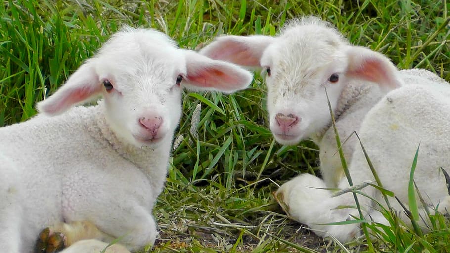 two, white, goat kids, lambs, schäfchen, animals, sheep, nature, animal world, lamb