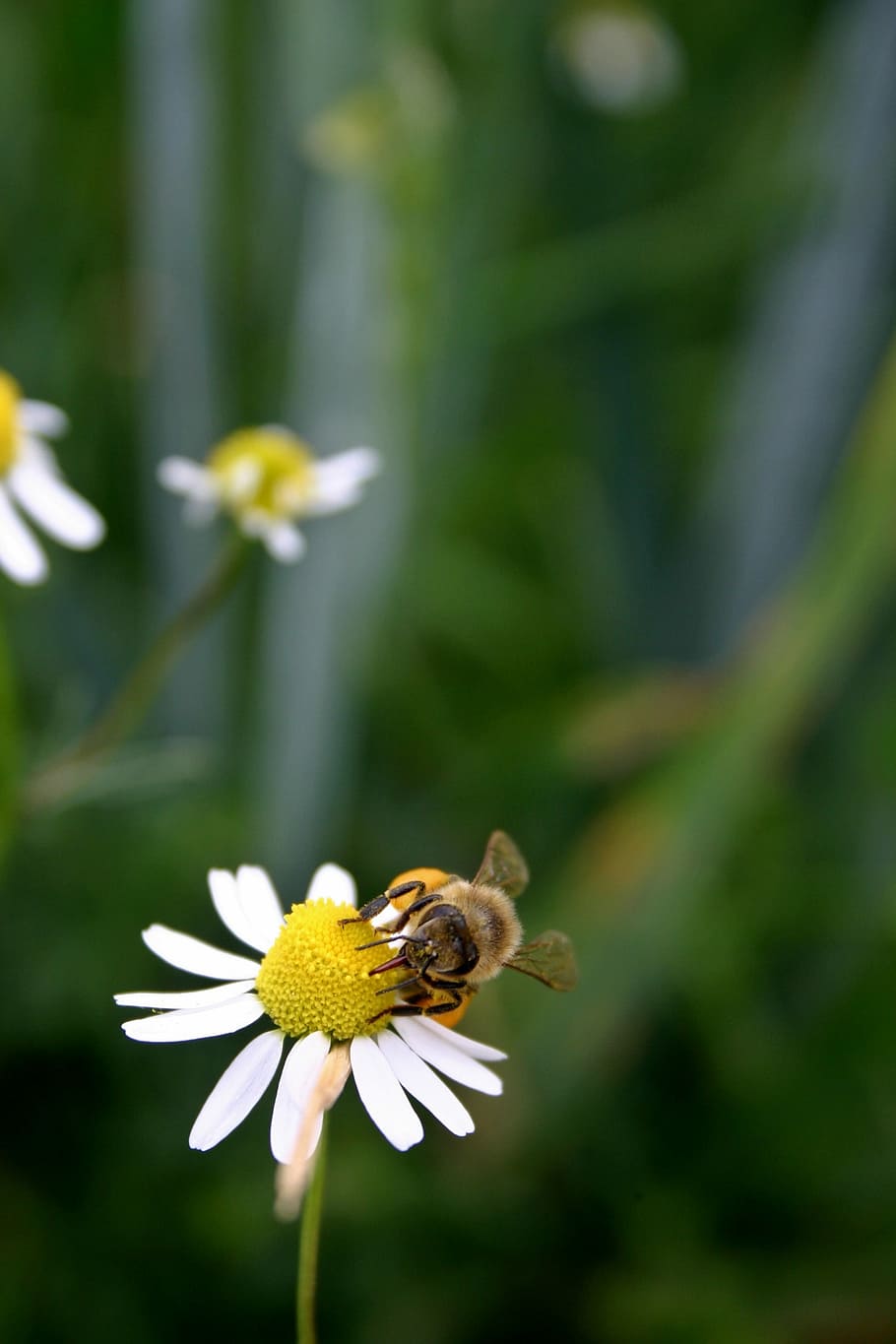 Abeja, miel, abeja melífera, insecto, cierre, polen, néctar, abeja melífera europea, apis mellifera, naturaleza