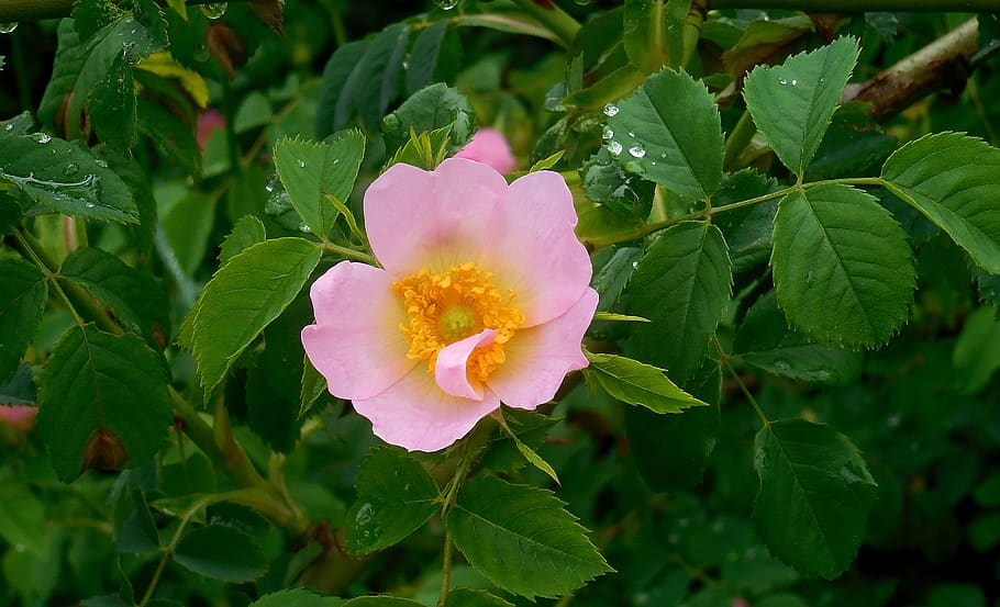 dog rose, rosa canina, flower, bush, pink, plant, leaf, flowering plant, plant part, beauty in nature