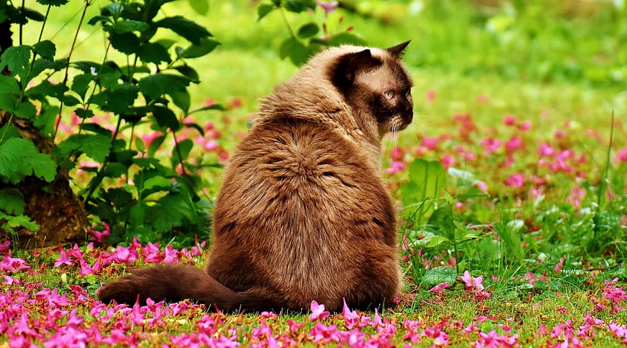 Grey Black Persian Cat Pink Petaled Flowers Outside Flowers