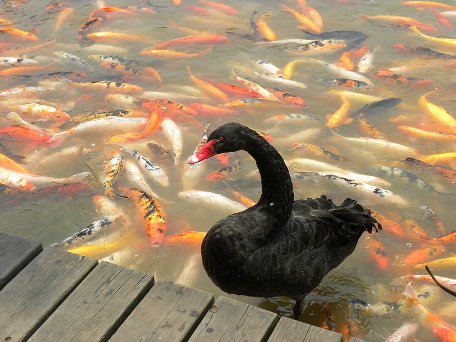 swan, black, koi, goldfish, water, china, chengdu, animal themes, animal, animal wildlife