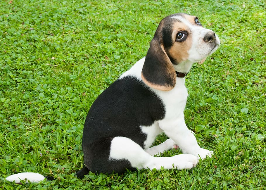 beagle puppy, sitting, grass field, daytime, dog, beagle, puppy, green grass, chairman, black