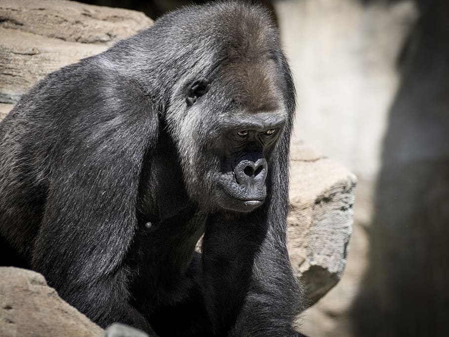 selective-focus photography, black, gorilla, Monkey, Apes, Wildlife, gorila, sitting, mammal, primate