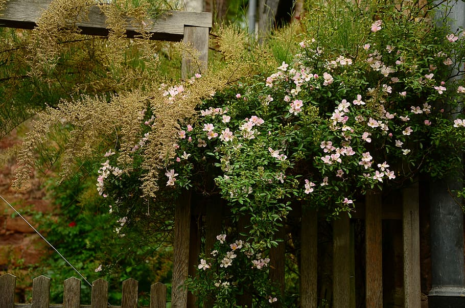 Garden, Fence, Heck, Roses, garden fence, heck roses, overgrown, paling, wood fence, wood