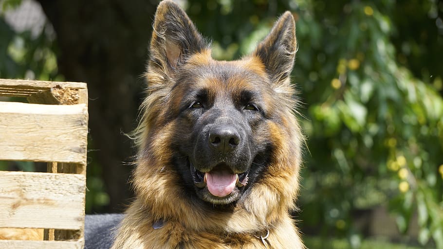 perro schäfer, perro, viejo perro pastor alemán, animal, mascota, retrato de animal, cabeza, razas de perros, retrato, estilo perrito