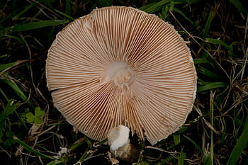 Royalty-free fungus photos free download - Pxfuel