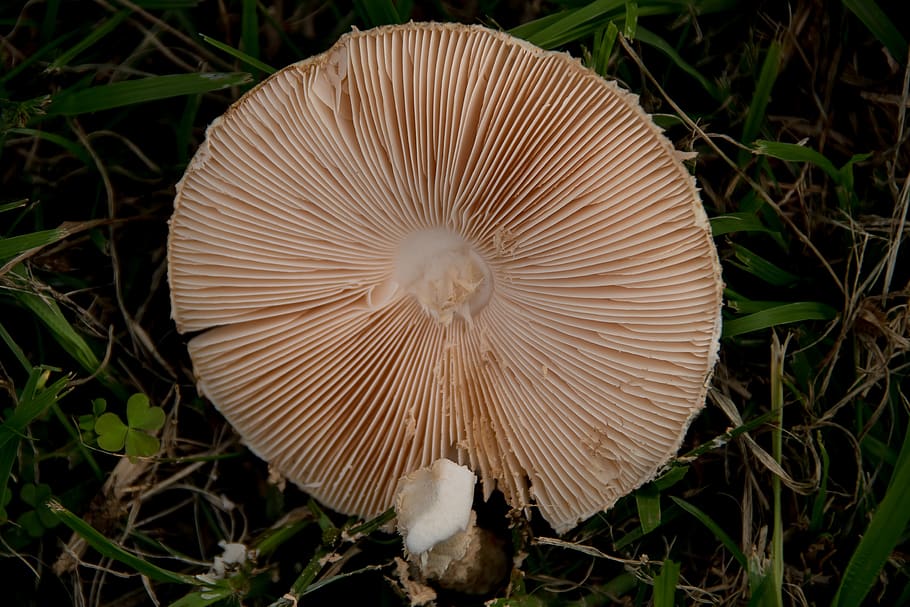 fungus, mushroom, toadstool, texture, forest, queensland, australia, vegetable, edible mushroom, close-up