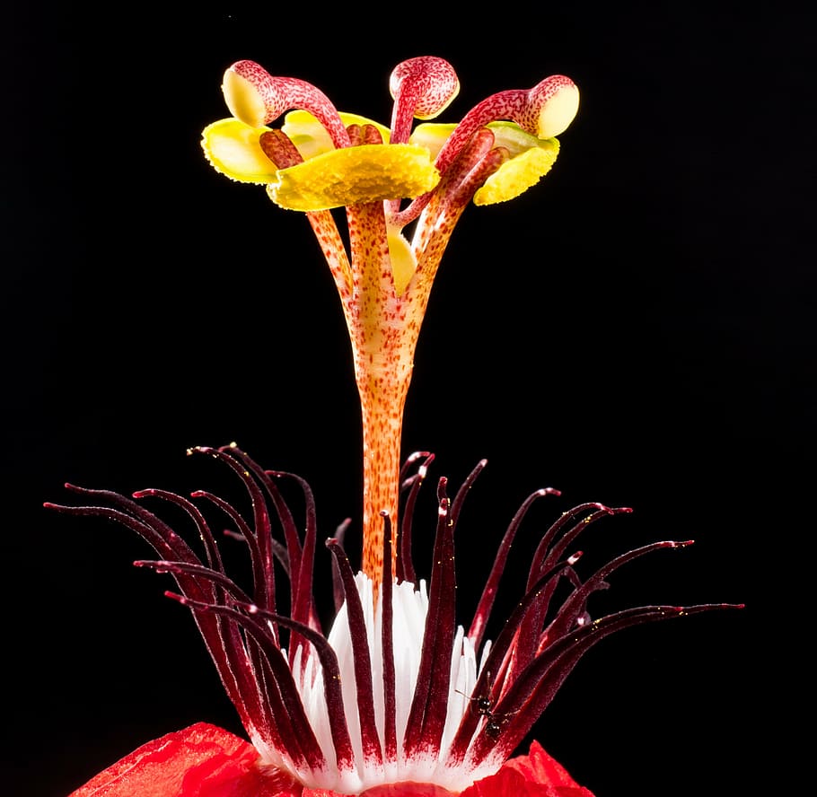red, yellow, flower, passion flower, blossom, bloom, black background, close-up, plant, vulnerability