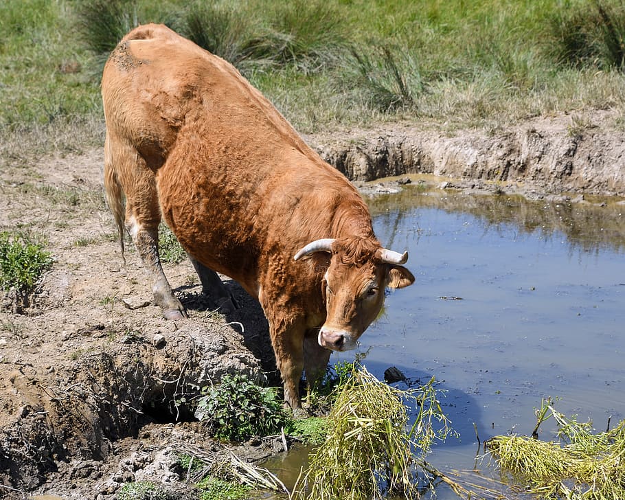 Cow, Limousine, Drink, Field, Rousse, one animal, animal themes, animal wildlife, water, outdoors