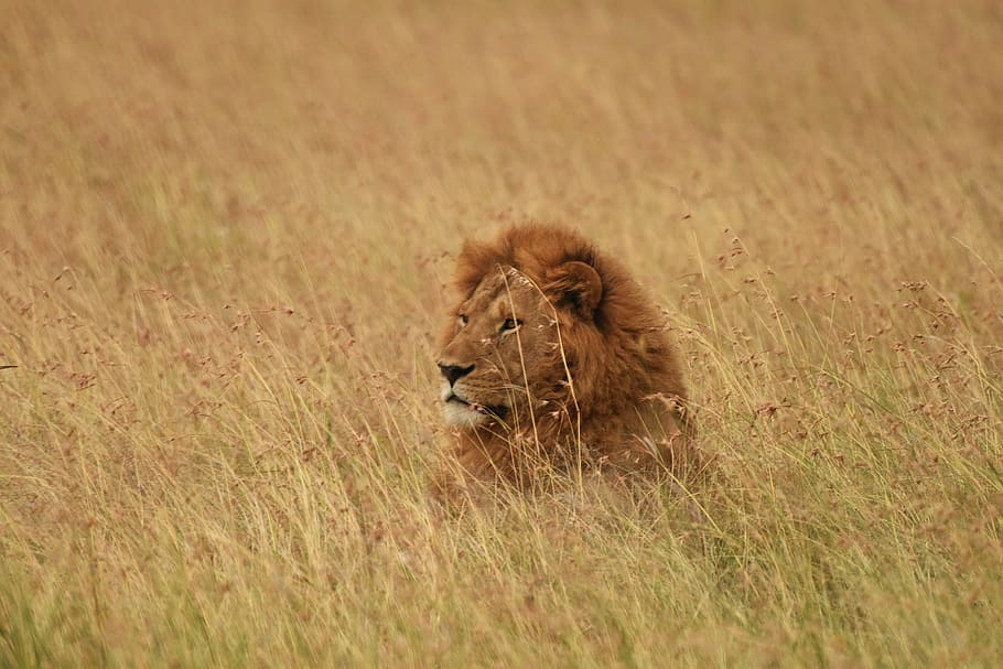 leão, animais selvagens, arte, áfrica, natureza, safari, selvagem, gato, áfrica do sul, felino
