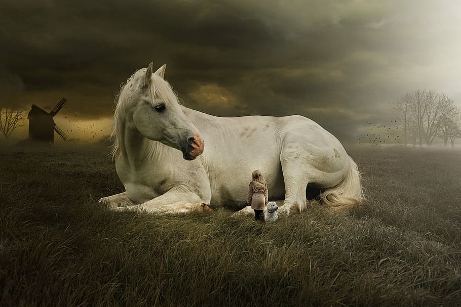 menina, cachorro, ao lado, branco, cavalo, verde, campo de grama, mamífero, animal, cavalo branco