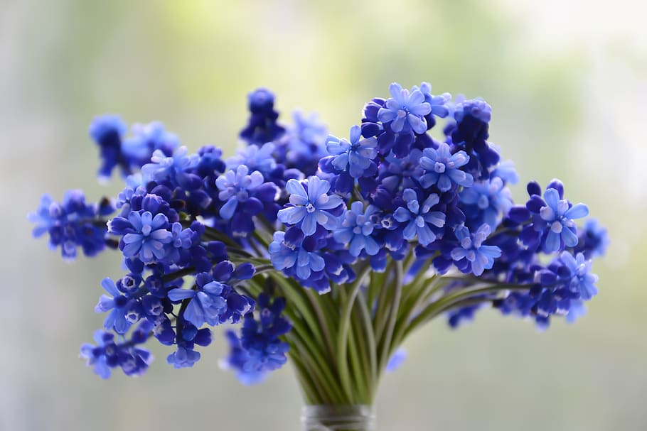 flores, buquê, flor, azul, muscari, colorido, pétalas, caule, flores azuis, planta com flor