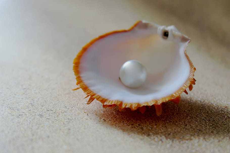 white, pearl, sea shell, shell, the beach pearl, beach, sand, seashell, sea, close