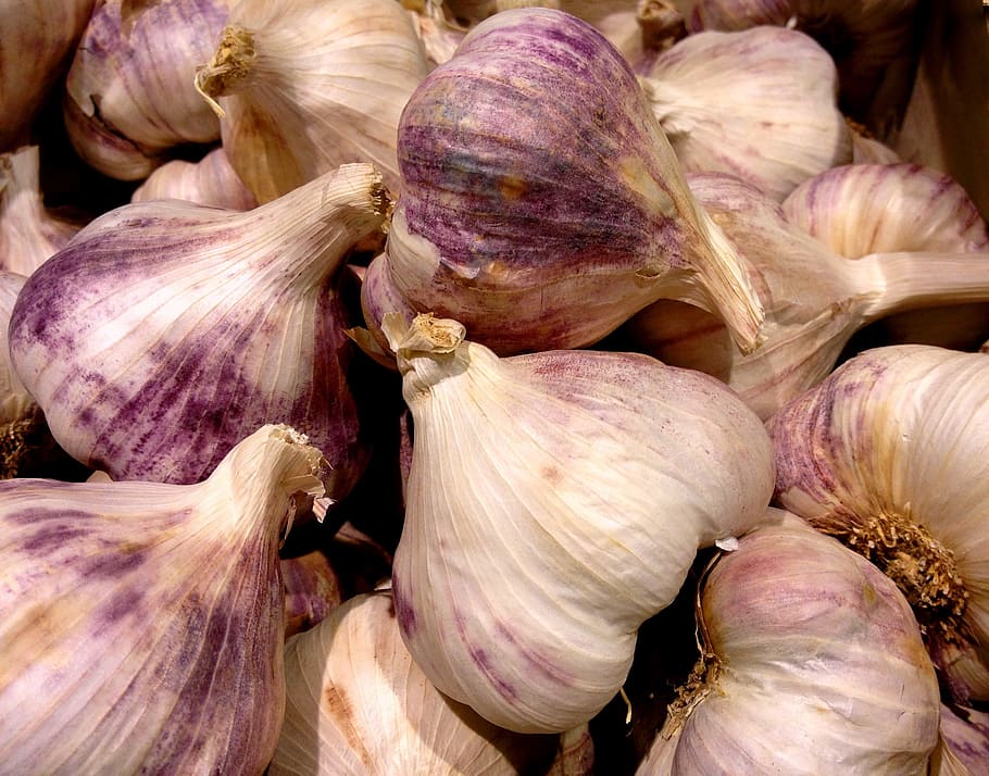 garlic, violet, head of garlic, plant bulb, food, freshness, food and drink, vegetable, wellbeing, healthy eating
