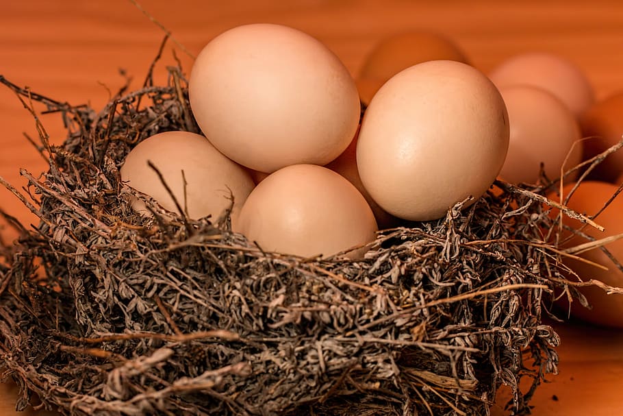 gris, nido, huevos, marrón, madera, superficie, lleno de gente, huevo, lleno, desbordante