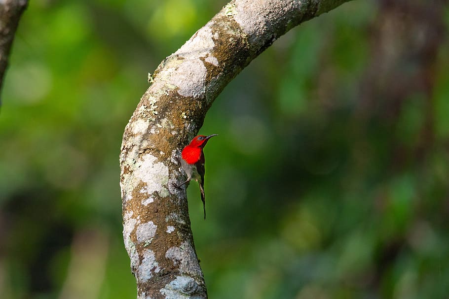 wild birds, red bird, rainforest, java island, indonesia, tree, animal ...