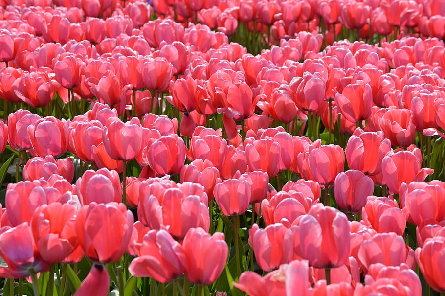 red, tulip flower field, pink, tulips, northwest, washington, flower, purple, skagit, valley