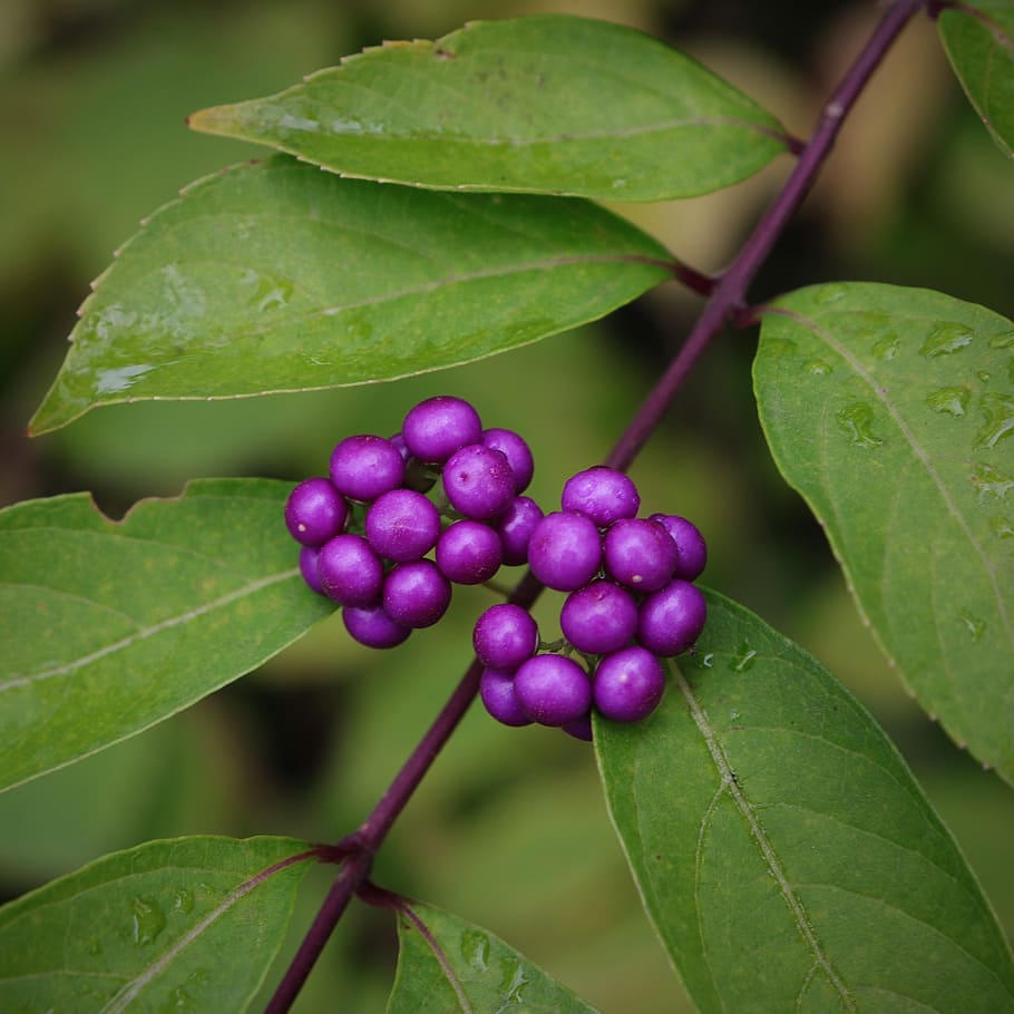 purple, berries, selective, focus photography, berry, fruit, the fruit, wood, trees, nutty