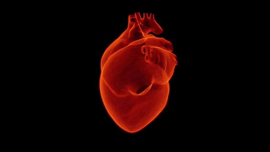Ilustración del corazón humano, rayos X, corazón, médico, salud, cardiología, medicina, hospital, cuidado, cuidado de la salud
