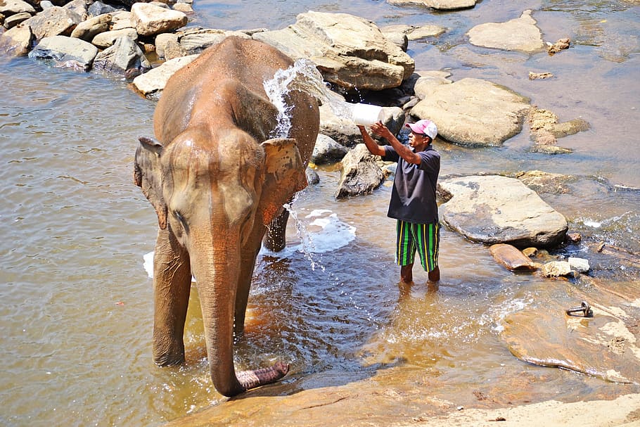elephant, bath, maha oya river, sri lanka, pinnawala, ceylon, elephant orphanage, standing, water, one person
