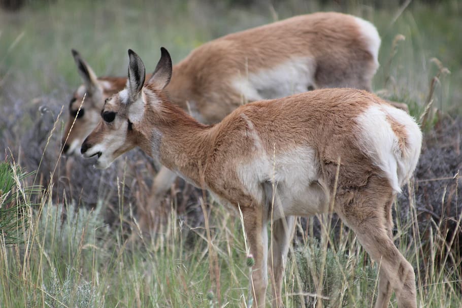 Pronghorn, Usa, Wild, Animal, wild, animal, bryce canyon, antelope, young animals, animal wildlife, animals in the wild