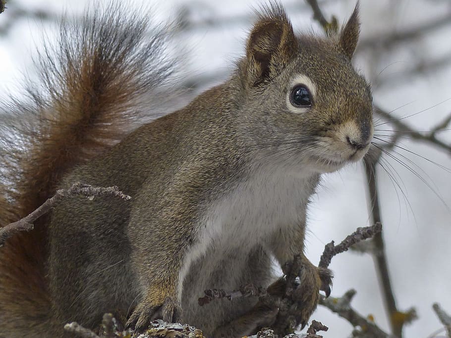 gray, squirrel, brown, branches, animal, forest, branch, tree, nature, mammal