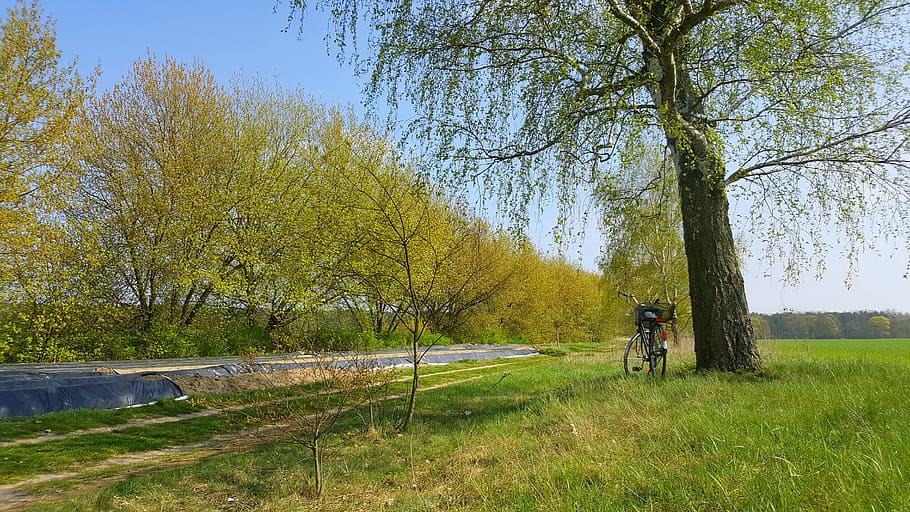 Nature, Landscape, Bike, sky, green, fields, brandenburg, bicycle tour, meadow, spring